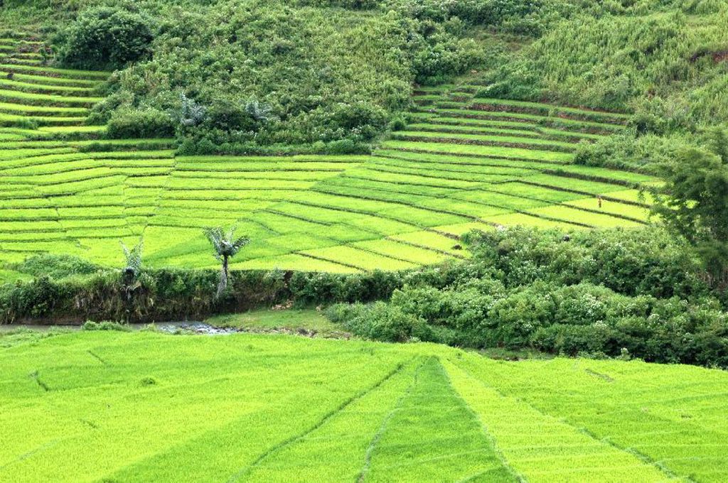 Groene rijstterrassen op de Kleine Sunda eilanden in Indonesië.