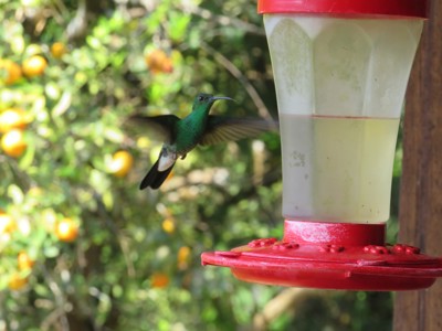 Vogels