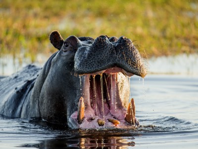 Nijlpaard met open bek in het water tijdens safari op de route Kaapstad - Victoria Falls.