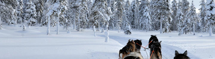 Hondensledetocht door besneeuwd bos in Lapland tijdens een rondreis.