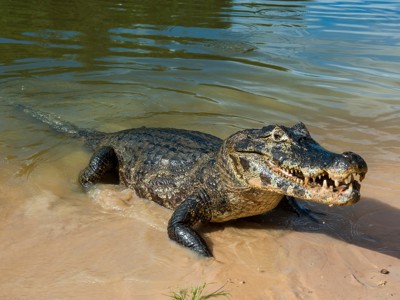 Kaaiman ligt aan de oever van een rivier in Brazilië.