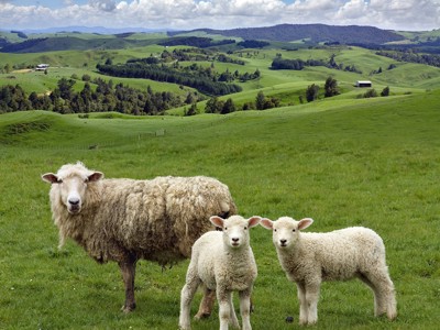 Schapen met twee lammetjes in de groene heuvels van Nieuw-Zeeland tijdens de Route Nieuw-Zeeland.