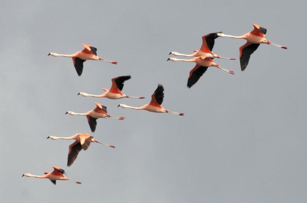 Groep flamingo’s vliegt in formatie boven Patagonië tijdens de groepsrondreis Patagonië en Paaseiland.