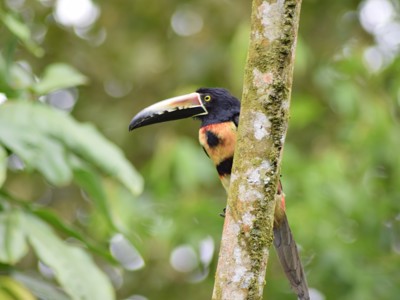 Toekan met grote snavel op een boomstam in het regenwoud van Costa Rica.