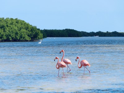 Flamingo’s waden in ondiep water bij mangroven langs de Route Mexico.