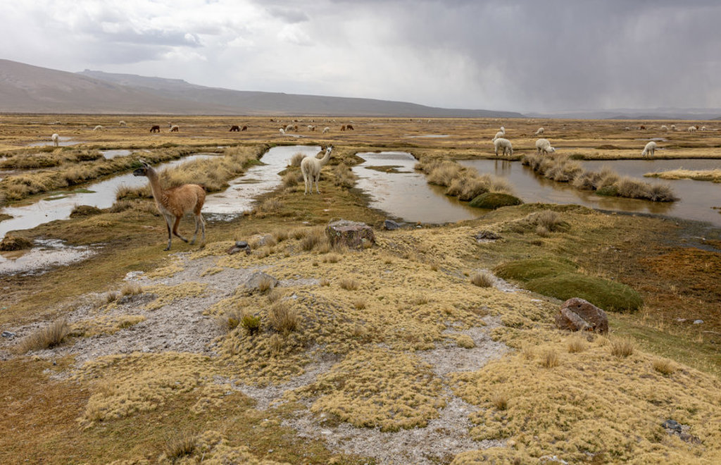 Vicuña’s en alpaca’s op de Altiplano in Peru, met waterpoelen en bergen onder een dreigende lucht.