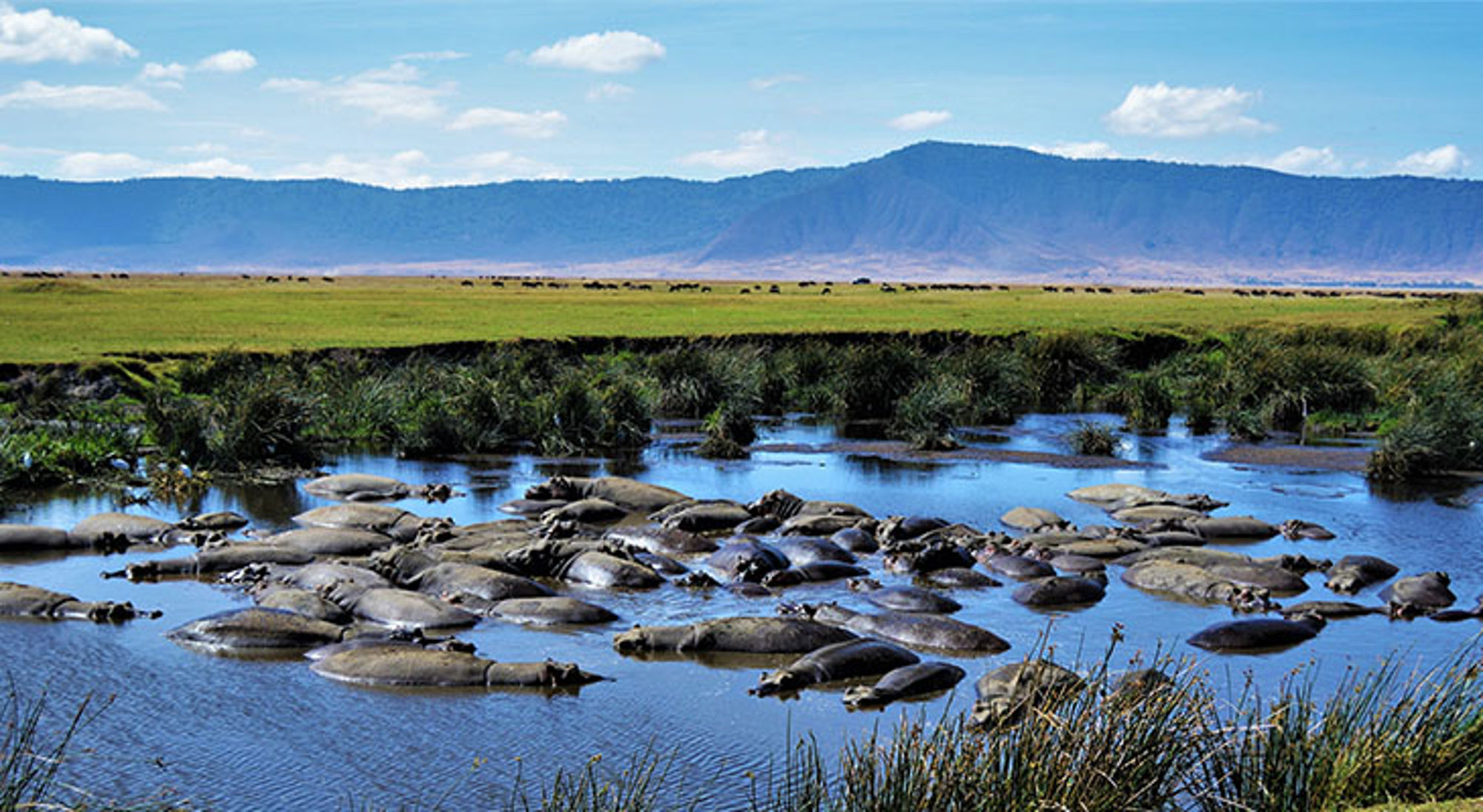 Nijlpaarden rusten in een waterpoel op de savanne in Tanzania, met bergen op de achtergrond.