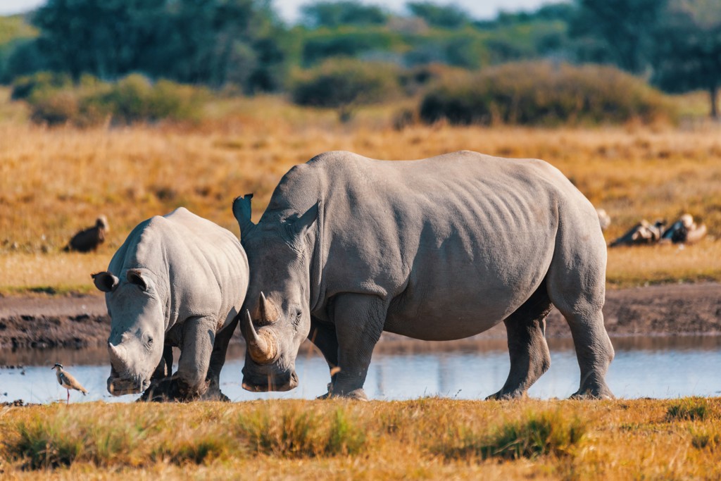 Twee neushoorns bij een waterpoel tijdens een groepsrondreis Kenia en Tanzania.