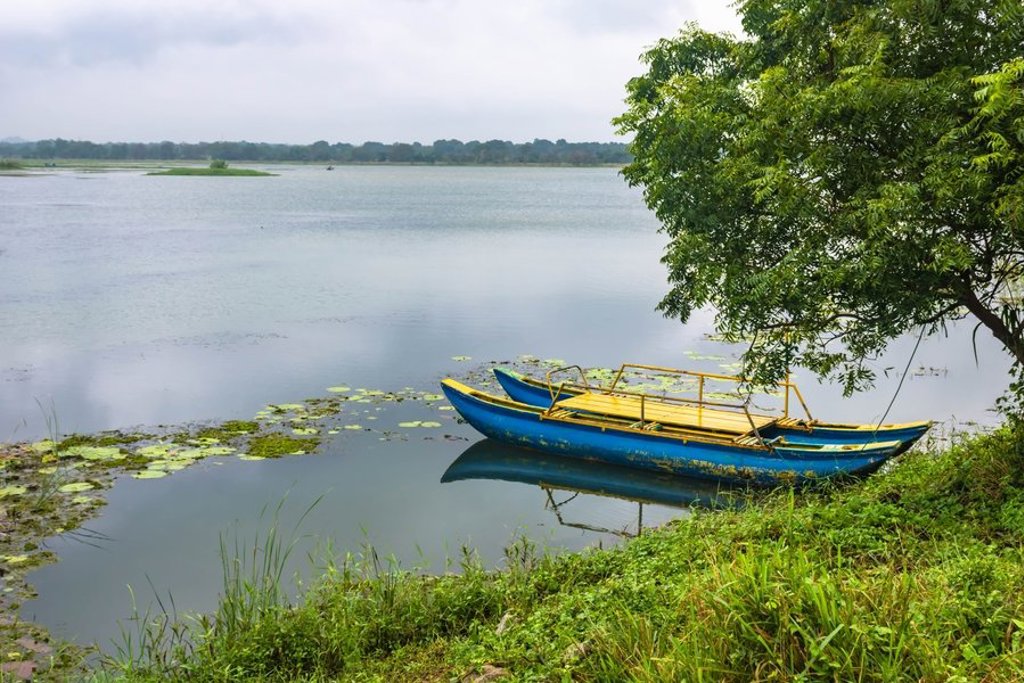 Palmboom aan een tropisch strand tijdens groepsrondreis Sri Lanka en Malediven.