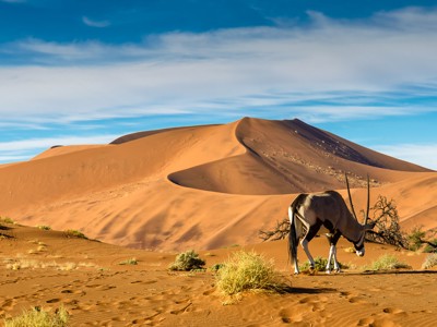 Oryx in de Namibwoestijn bij Sossusvlei, op de route van Kaapstad naar Victoria Falls.