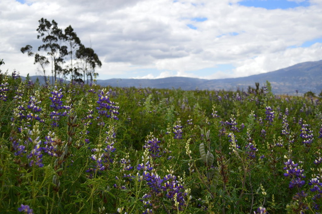 Bloemenveld in de Andes van Ecuador met bergen en wolkenlucht.