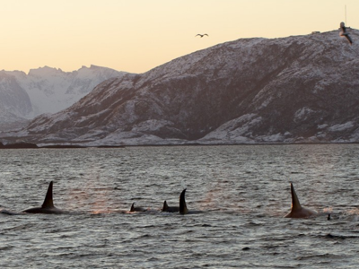 Orka’s zwemmen voor de besneeuwde kust van Noord-Noorwegen tijdens de zeilreis met de Antigua.