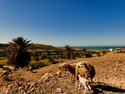 Schapen met lam op rotsachtige heuvel met palmbomen en uitzicht op zee in Marokko.