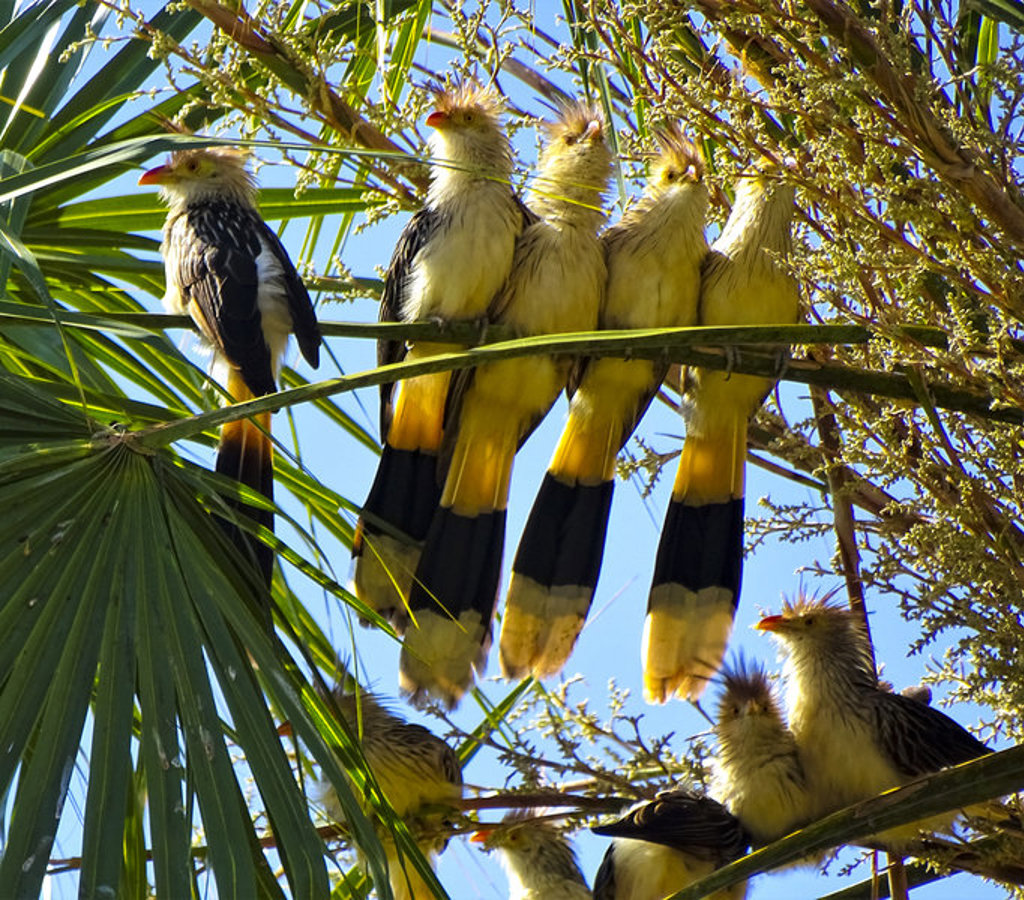 Groep guira-koekoeken in een palmboom tijdens een 22-35ers reis door Brazilië.