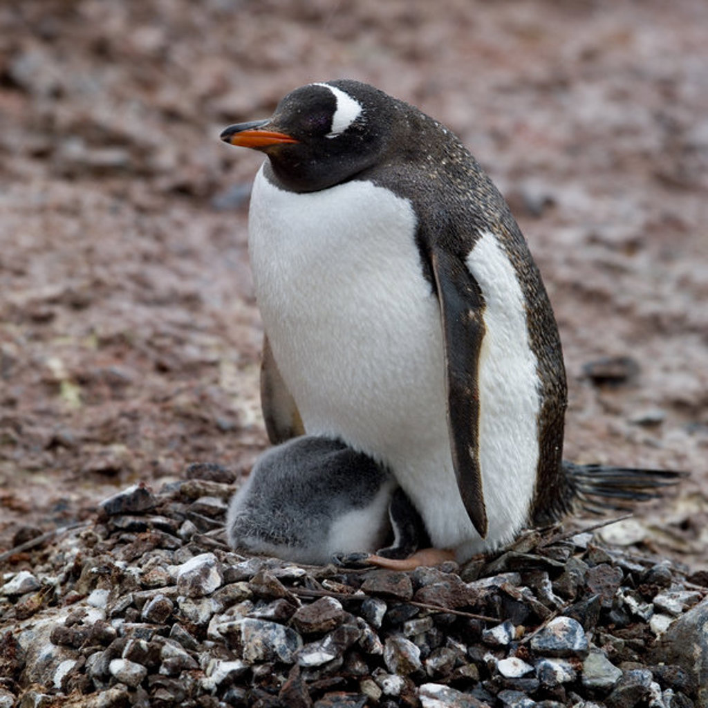 Ezelspinguïn met kuiken op een nest van stenen in Antarctica.