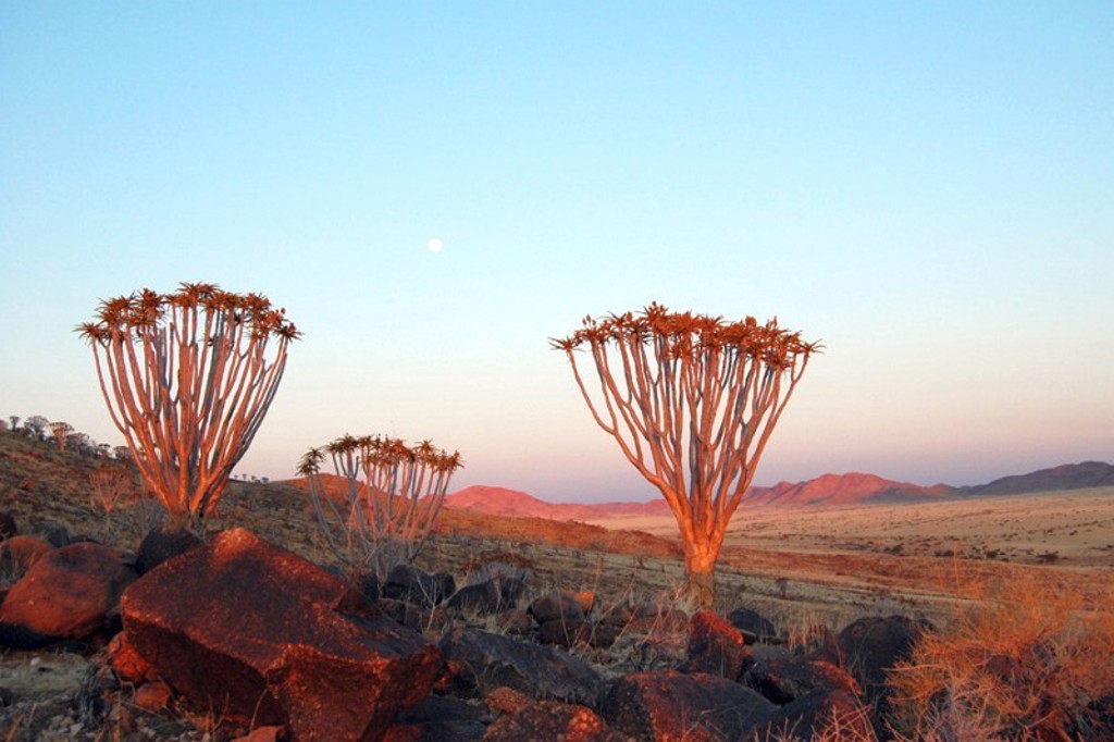 Kokerbomen in rotsachtig woestijnlandschap in Namibië bij zonsondergang, tijdens kampeerreis door Zuidelijk Afrika.