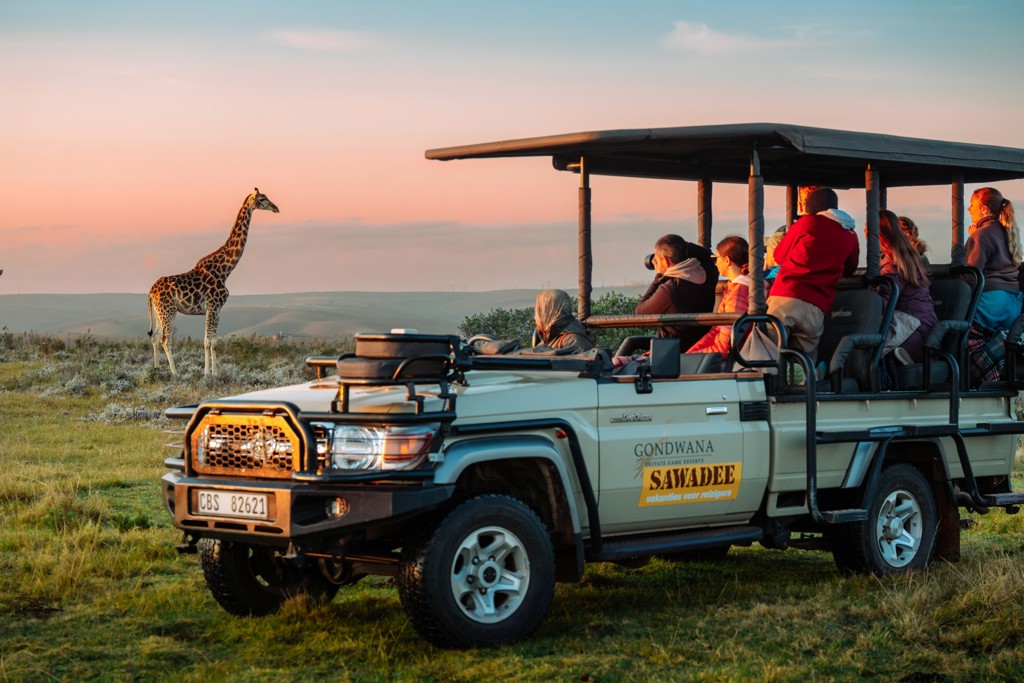 Safari in Zuid-Afrika: reizigers in open jeep spotten een giraffe bij zonsondergang.