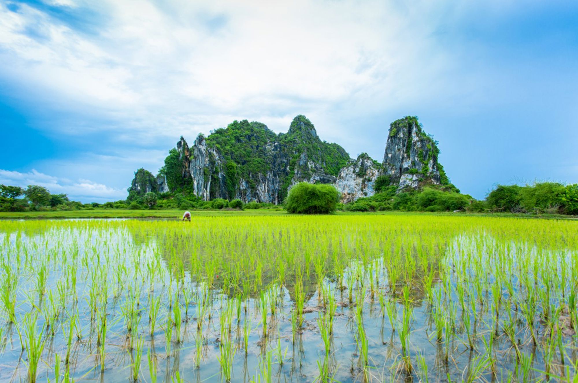 Groene rijstvelden met karstbergen in Cambodja onder een blauwe lucht.