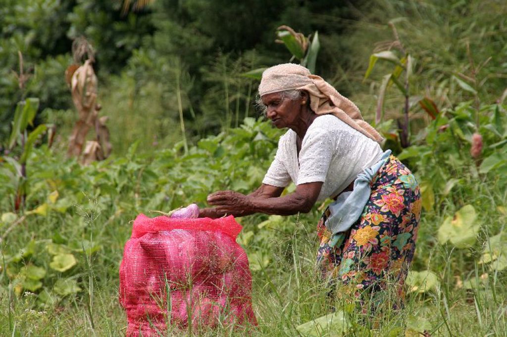 Vrouw oogst groenten op een veld in Sri Lanka tijdens familiereis Sri Lanka en Malediven.