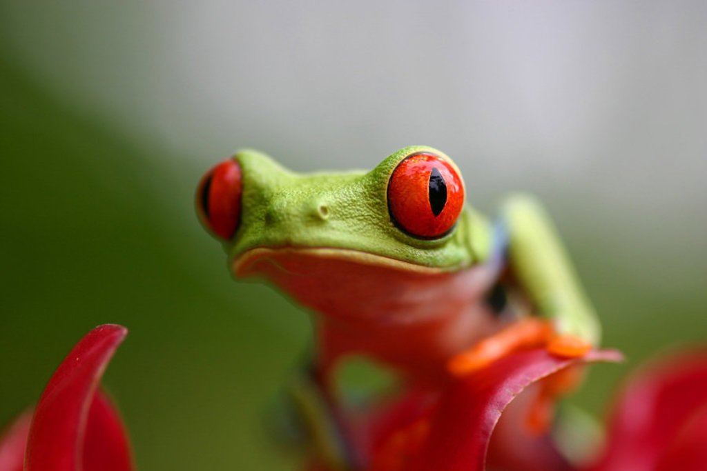 Roodoogmakikikker in het regenwoud van Costa Rica tijdens een groepsrondreis.