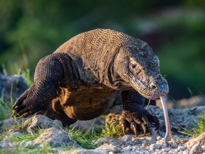 Komodovaraan op rotsachtige ondergrond tijdens de Route Kleine Sunda Eilanden.
