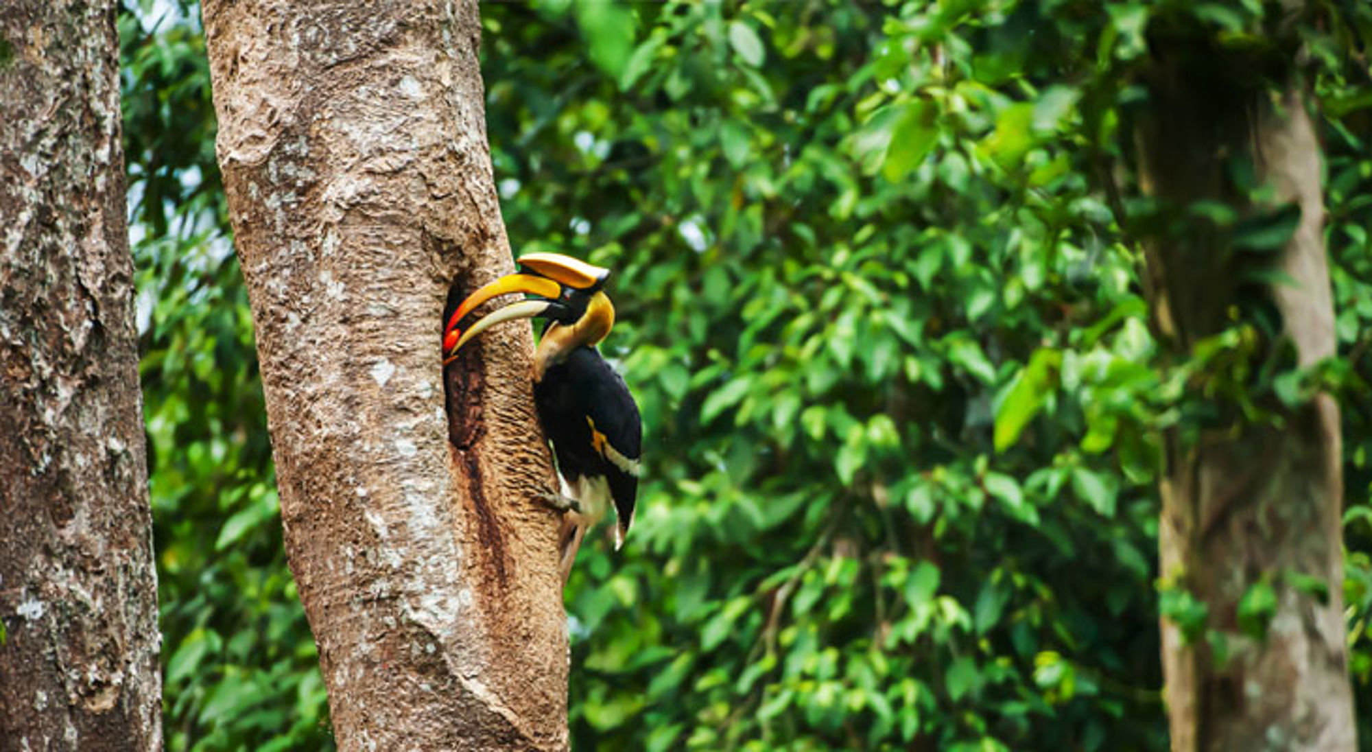Neushoornvogel op een boomstam in het regenwoud van Thailand.