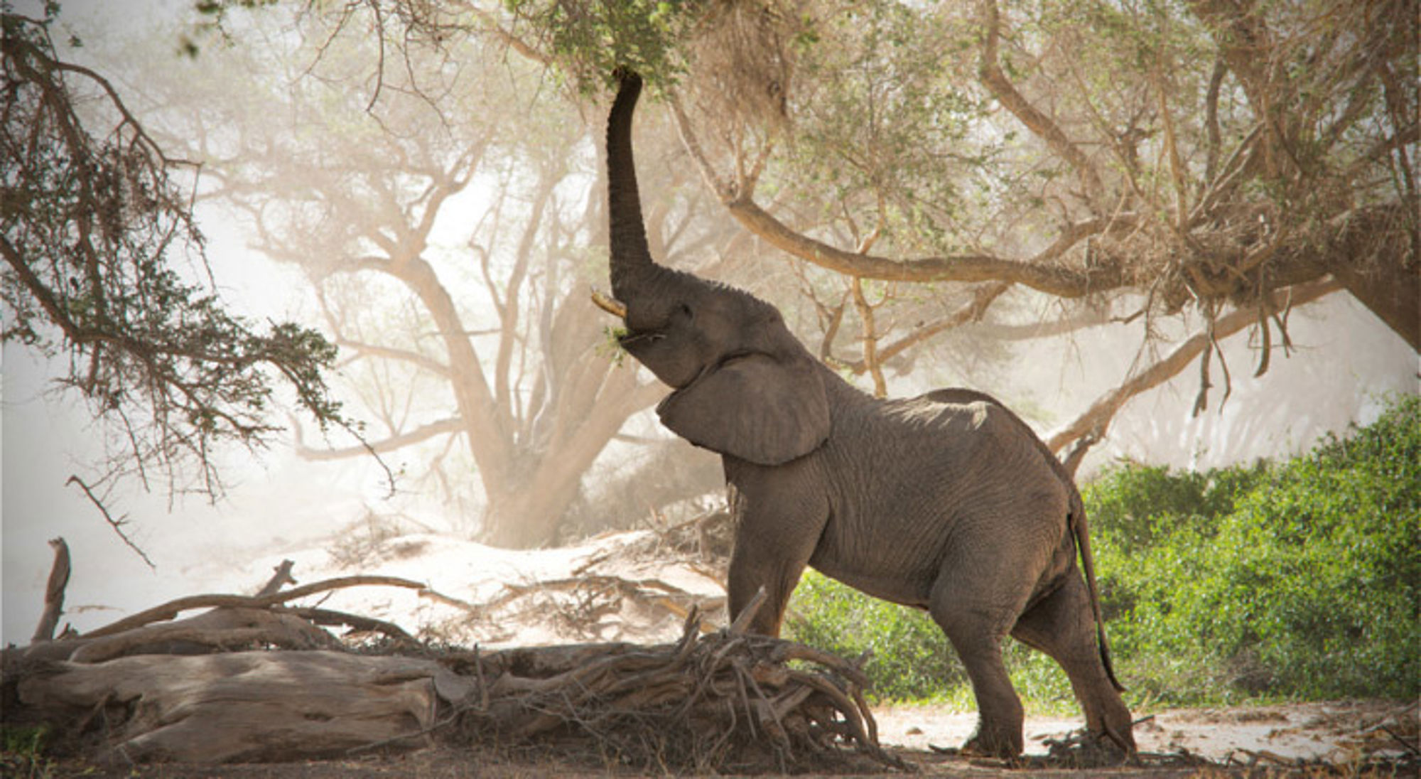 Olifant met geheven slurf tussen bomen in een stoffig landschap in Namibië.