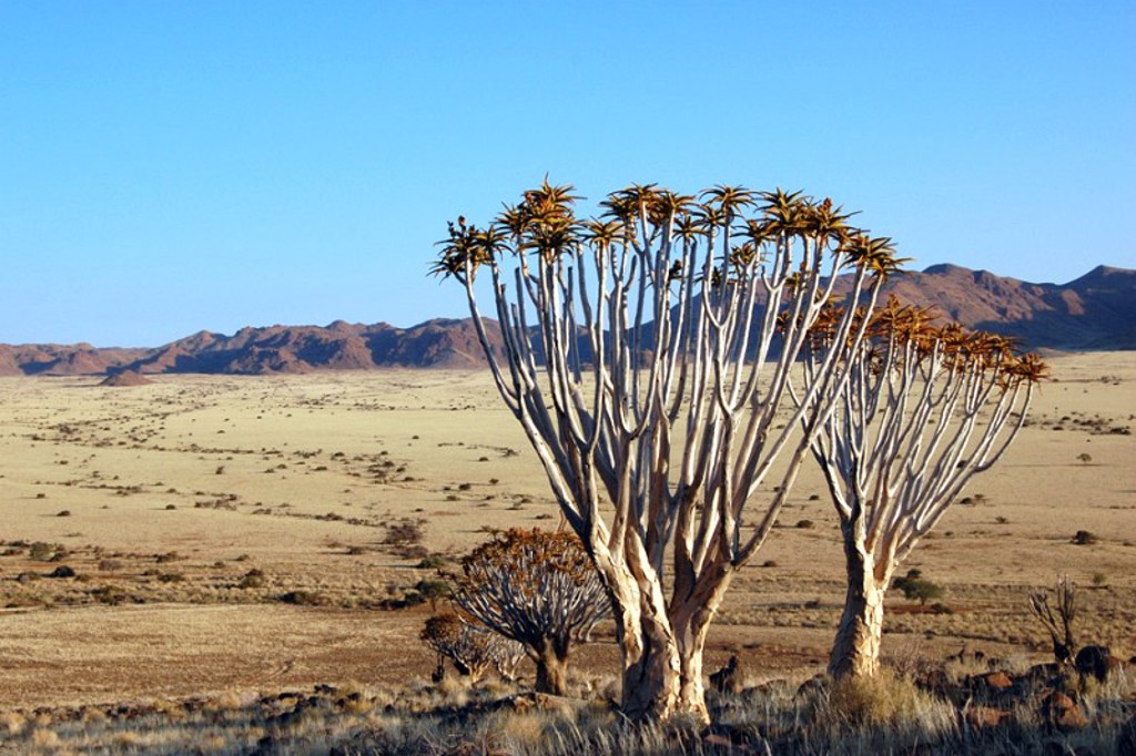 Kokerbomen in het woestijnlandschap van Namibië, met bergen op de achtergrond.