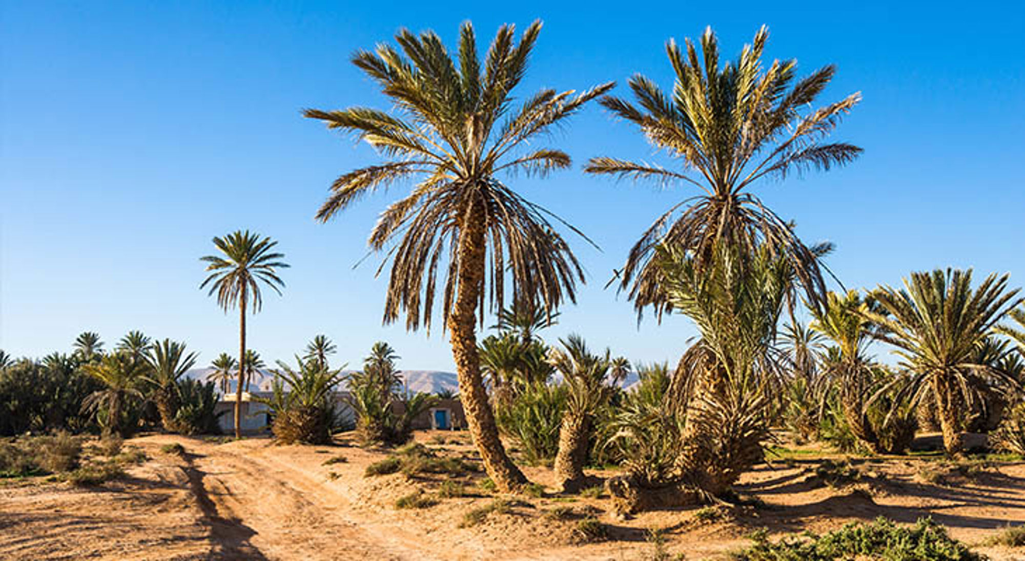 Palmbomen in een oase in Marokko met zandpad en helderblauwe lucht.