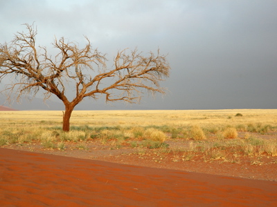 Eenzame boom in de Namib-woestijn met rode zandduinen en grasvlakte langs de route Victoria Falls–Kaapstad.