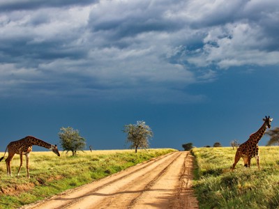 Giraffen langs een zandweg op de savanne tijdens de Route Oost-Afrika familiereis in Kenia en Tanzania.