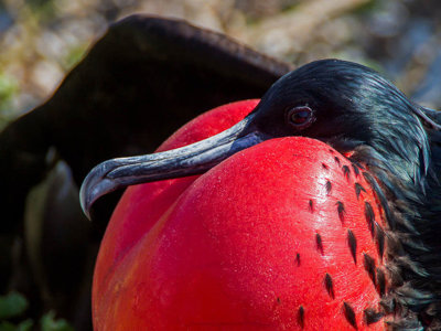 Close-up van een mannelijke fregatvogel met opgeblazen rode keelzak op de Galapagoseilanden.