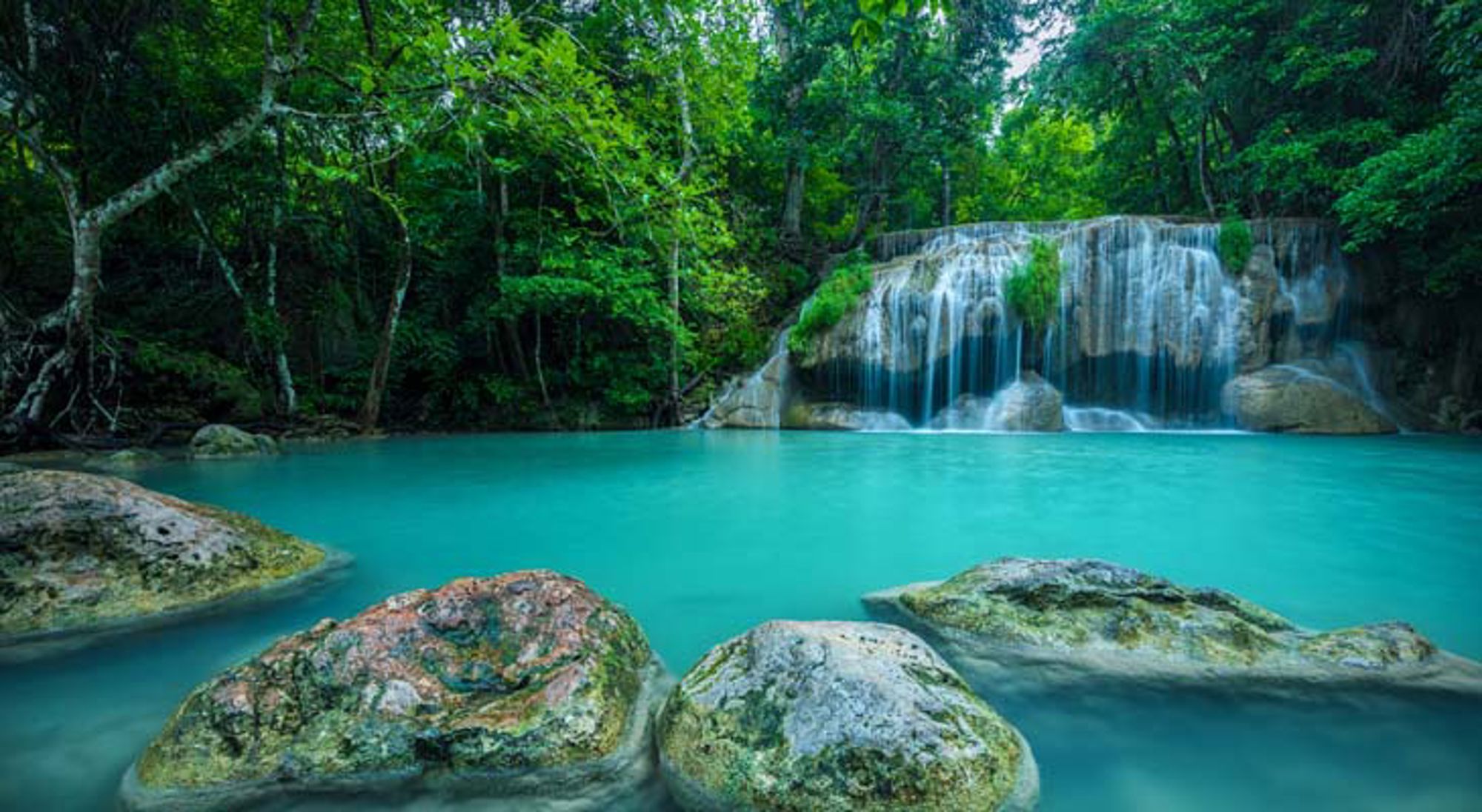 Olifanten in een natuurgebied in Thailand.