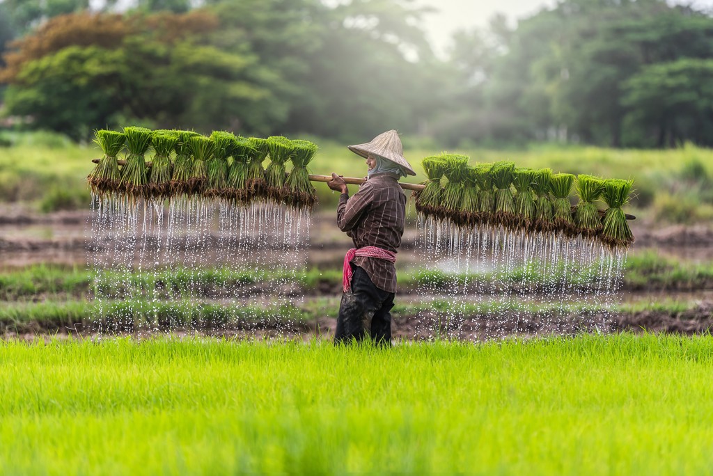 Rijstboer draagt rijstplantjes door een rijstveld tijdens 22-35ers reis Thailand, Laos & Cambodja.