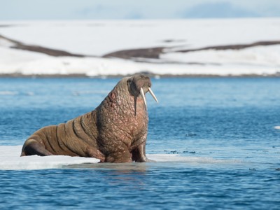 Walrus op een ijsschots in de fjorden van Spitsbergen tijdens de route Noordwaards.