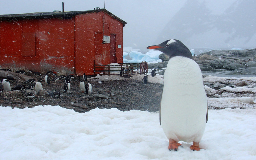 Ezelspinguïn in de sneeuw bij een onderzoeksstation op Antarctica tijdens een groepsrondreis per vliegtuig.