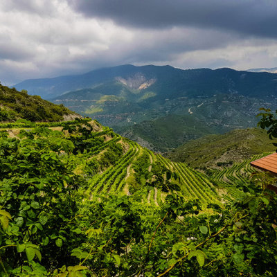 Groene berghellingen met terrasvormige wijngaarden in het Troödosgebergte op Cyprus, tijdens een wandelvakantie.