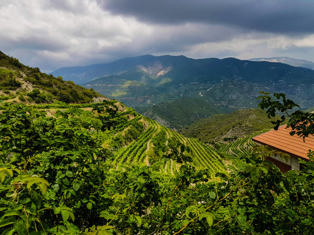 Groene berghellingen met terrasvormige wijngaarden in het Troödosgebergte op Cyprus, tijdens een wandelvakantie.