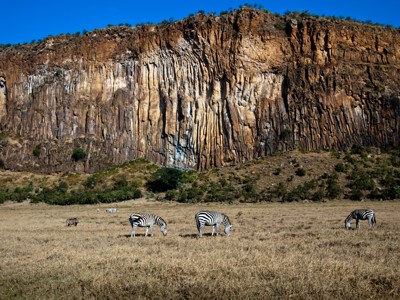Zebra’s grazen op de savanne met een hoge rotswand op de achtergrond in Kenia & Tanzania.