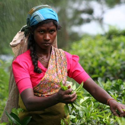 Theeplukster op een theeplantage in Sri Lanka tijdens een groepsrondreis langs hoogtepunten.