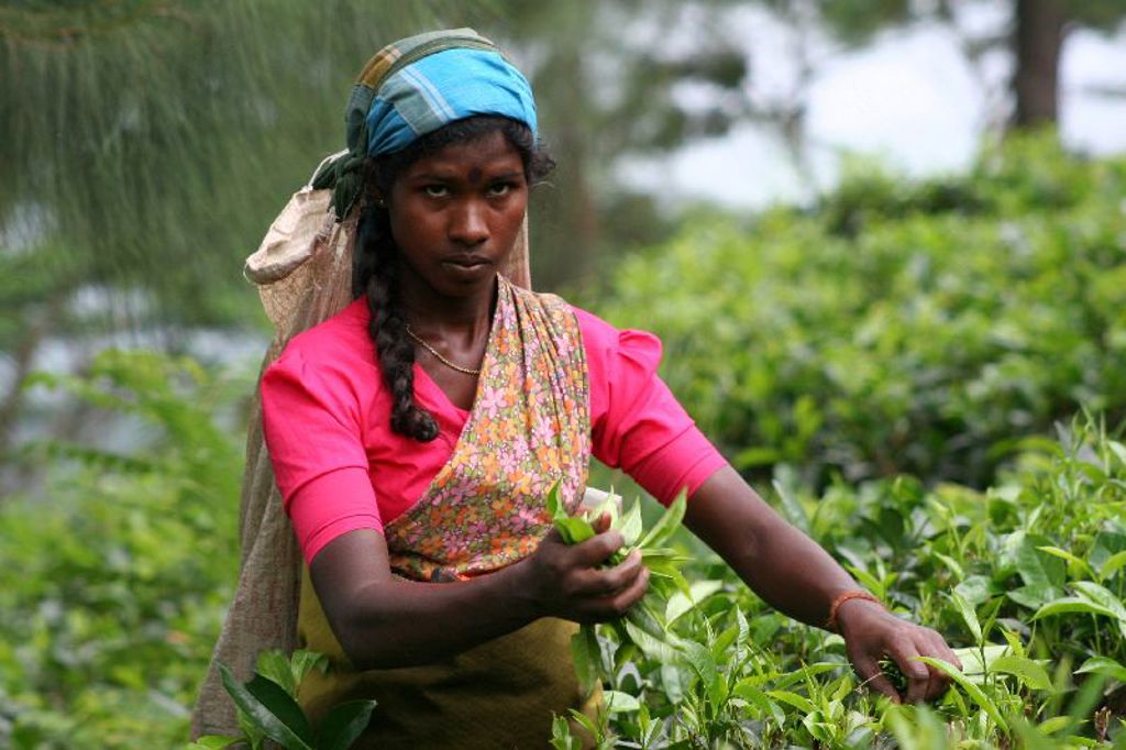Theeplukster op een theeplantage in Sri Lanka tijdens een groepsrondreis langs hoogtepunten.