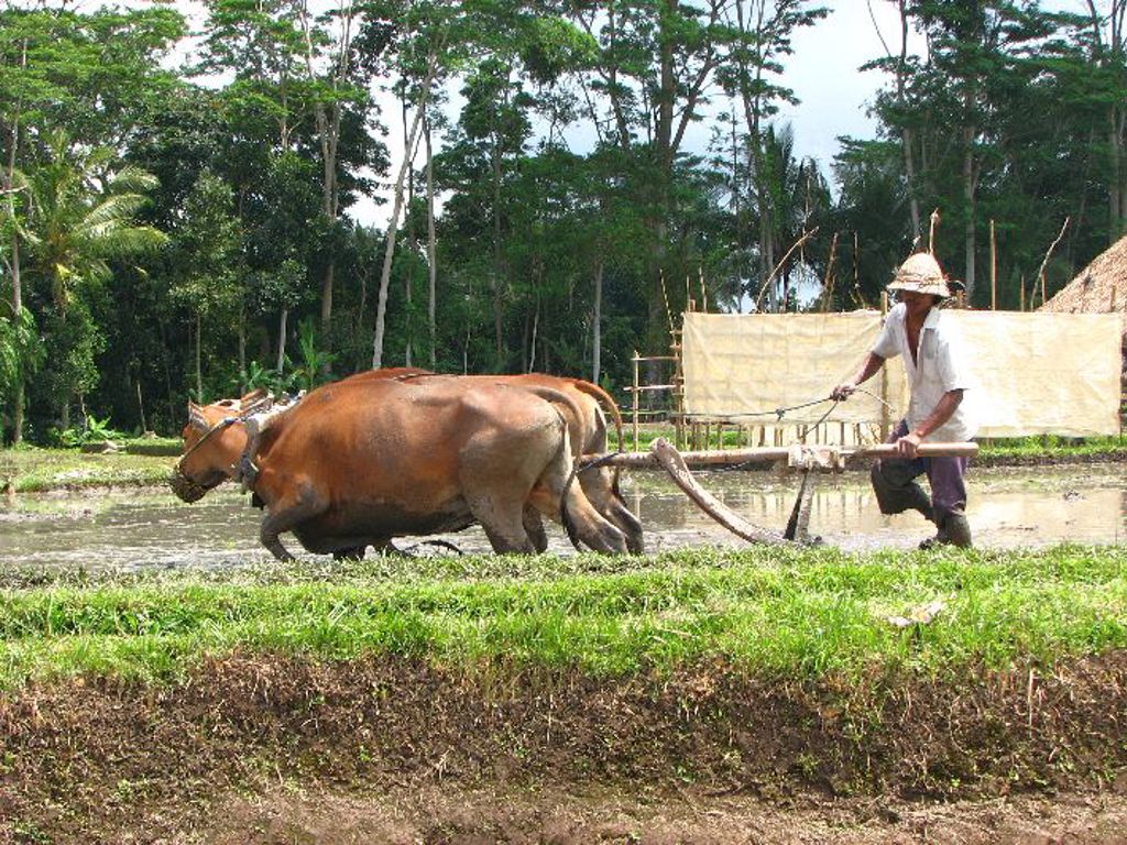 Boer ploegt een rijstveld met twee ossen tijdens een groepsrondreis Java, Bali en Lombok.