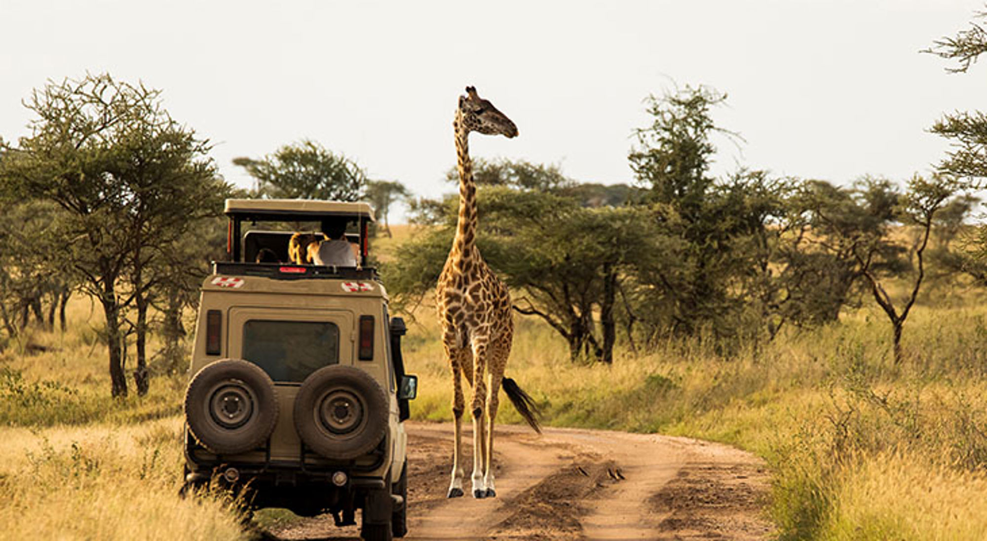 Giraffe naast een safarijeep op een zandweg in de savanne van Tanzania.