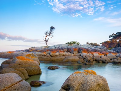 Rotsachtige kust met granieten keien en een eenzame boom aan zee in Australië.
