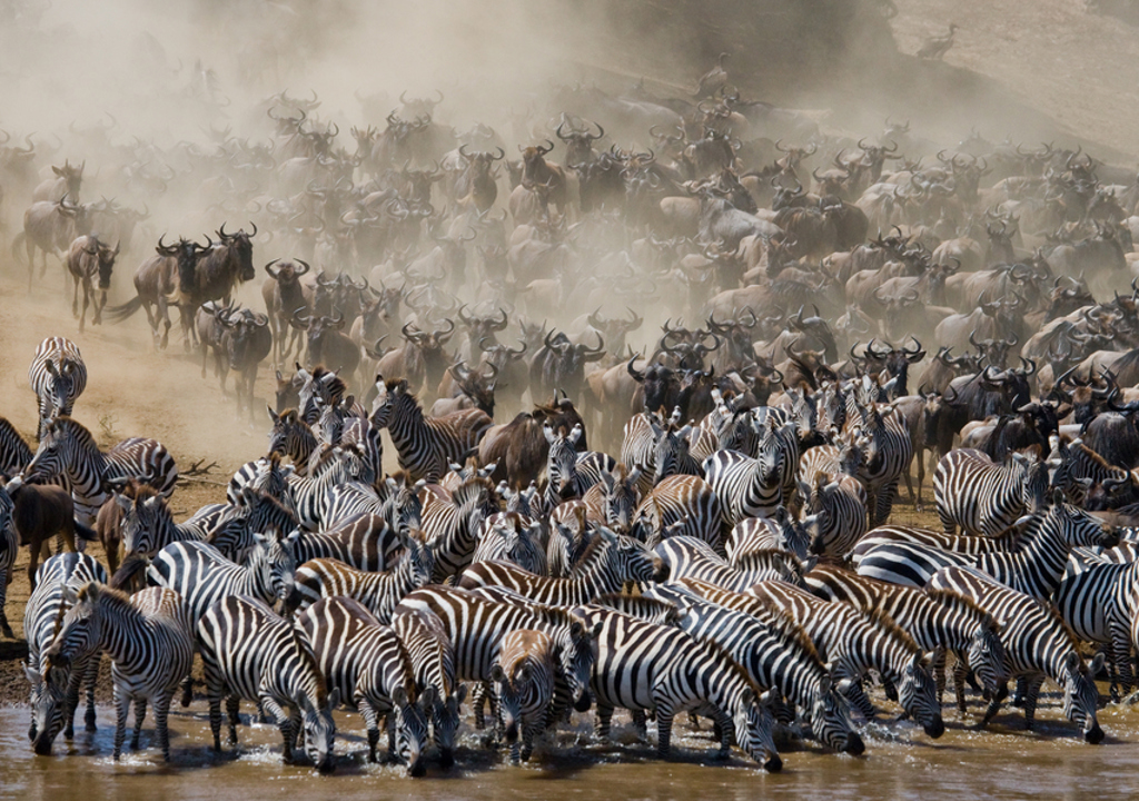 Zebra’s en gnoes steken een rivier over tijdens de migratie in Kenia en Tanzania.