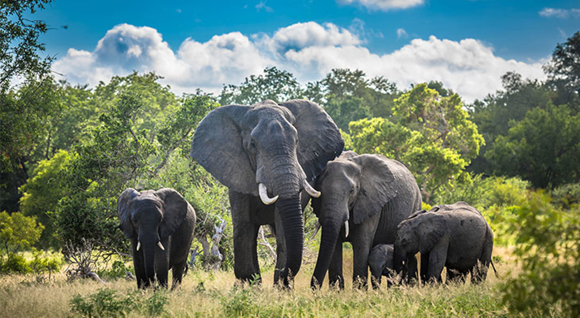 Kudde Afrikaanse olifanten in een groen natuurgebied in Zuid-Afrika.