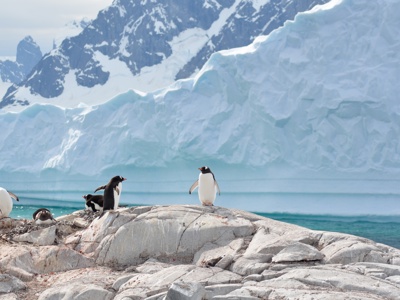 Ezelspinguïns op rotsen aan de kust van Antarctica, met ijsbergen en besneeuwde bergen op de achtergrond.