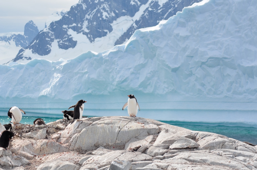 Ezelspinguïns op rotsen aan de kust van Antarctica, met ijsbergen en besneeuwde bergen op de achtergrond.