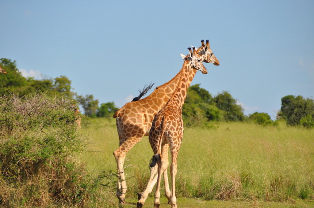 Twee giraffen in de savanne tijdens de groepsrondreis Oeganda Natuur Plus Pop-Up.