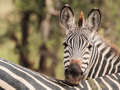 Close-up van een zebra tijdens de route Kenia & Tanzania.